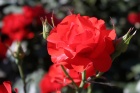 Růže z carské zahrádky