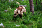 V oblasti Karjala žije medvěd hnědý,ale potkáte jej v celém Finsku