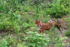 Dhoul-Cuon alpinus (také vlk rudý) obýval i zdejší volnou přírodu