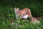 Rys ostrovid-Lynx lynx v ZOO Ranua
