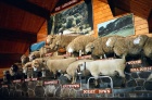 ovčí show - Rotorua