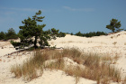 Písečné duny v Słowińském národním parku u města Leba