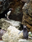 tučňák chocholatý-NP Otago