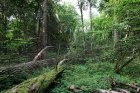 Bělověžský prales je v ohrožení,přestože je v UNESCO