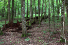  Zbytek původního panenského pralesa evropské pevniny