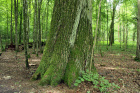 V rezervaci jsou i duby, jejichž obvod ve výšce 130 cm je větší než 600 cm