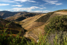 Krajina kopců a vinic linoucích se kolem řeky Douro