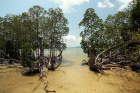Brána moře z porostů mangrove