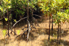 Mangrove,přirozená ochrana pobřeží