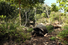 Jedna ze 300 zde žijícich želv ,původně z ostrova Aldabra