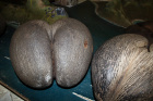 Palma Lodoicea seychelská,dvacetikilové ořechy jsou největší na světě 