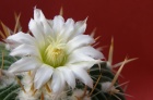 Echinofossulocactus,bílý květ