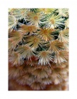 Mammillaria,detail otrnění