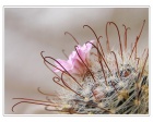 Mammillaria,dlouhé háčkovité trny