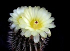 Notocactus - květ