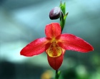 Ohnivá orchidej