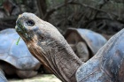 Želvy sloní v Darwinově záchranné stanici