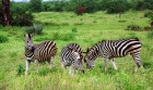 zebry-safari-Krugeruv park