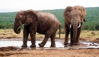 sloni v parku ADDO