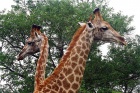 žirafy-safari-Krugeruv park
