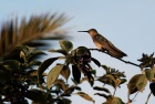 kolibřík