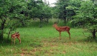 Antilopy impala