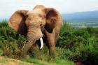 Slon africký NP Addo