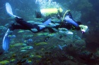 krmení-pohled z ponorky