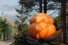 Moruška -symbol severu,obrovský zdroj vitamínu C