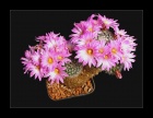 Mammillaria napina