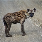 Hyena skvrnitá