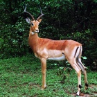 Antilopa impala