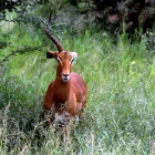 Impala - jednorožec